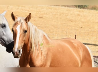 Andalou, Jument, 6 Ans, 156 cm, Palomino