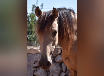 Andalou, Jument, 6 Ans, 157 cm, Isabelle