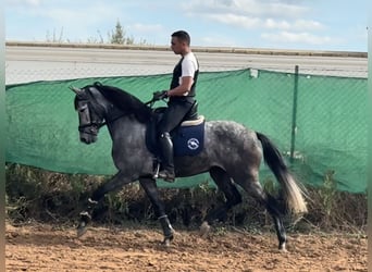 Andalou Croisé, Jument, 6 Ans, 158 cm, Gris