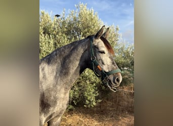Andalou Croisé, Jument, 6 Ans, 158 cm, Gris
