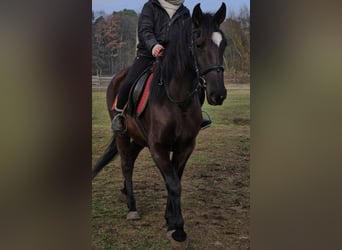 Andalou, Jument, 6 Ans, 158 cm, Noir