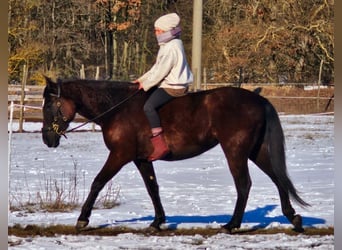 Andalou, Jument, 6 Ans, 158 cm, Noir