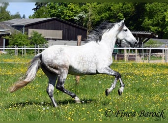 Andalou, Jument, 6 Ans, 159 cm, Gris