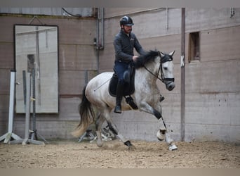 Andalou, Jument, 6 Ans, 162 cm, Gris (bai-dun)