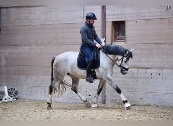 Andalou, Jument, 6 Ans, 162 cm, Gris (bai-dun)