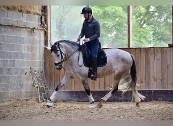 Andalou, Jument, 6 Ans, 162 cm, Gris (bai-dun)