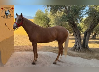 Andalou, Jument, 6 Ans, 164 cm, Palomino