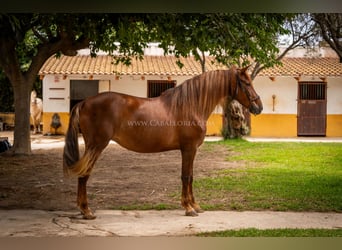 Andalou, Jument, 6 Ans, 167 cm, Alezan