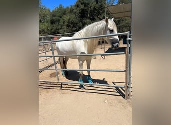 Andalou, Jument, 6 Ans, Blanc