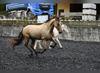 Andalou, Jument, 6 Ans