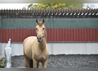 Andalou, Jument, 6 Ans