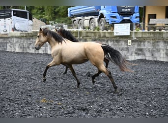 Andalou, Jument, 6 Ans