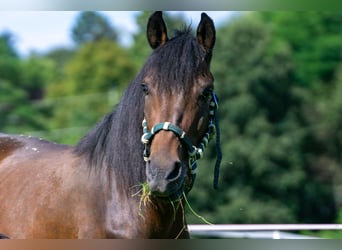 Andalou Croisé, Jument, 7 Ans, 148 cm, Bai