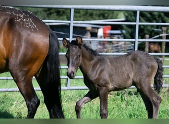 Andalou Croisé, Jument, 7 Ans, 148 cm, Bai