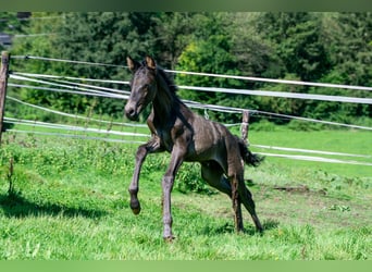 Andalou Croisé, Jument, 7 Ans, 148 cm, Bai