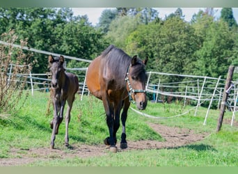 Andalou Croisé, Jument, 7 Ans, 148 cm, Bai