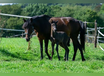 Andalou Croisé, Jument, 7 Ans, 148 cm, Bai