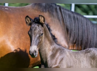 Andalou Croisé, Jument, 7 Ans, 148 cm, Bai