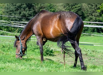 Andalou Croisé, Jument, 7 Ans, 148 cm, Bai