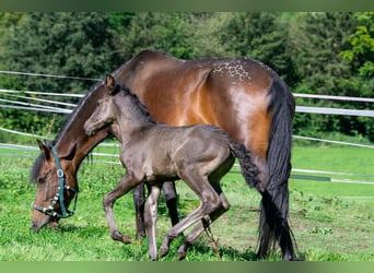 Andalou Croisé, Jument, 7 Ans, 148 cm, Bai