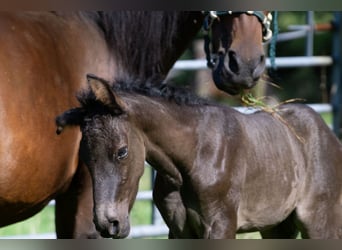 Andalou Croisé, Jument, 7 Ans, 148 cm, Bai