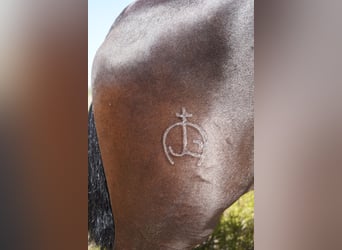 Andalou, Jument, 7 Ans, 152 cm, Noir