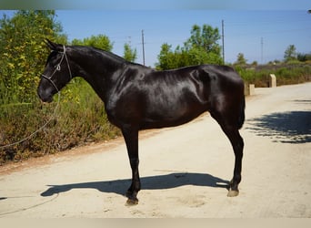 Andalou, Jument, 7 Ans, 152 cm, Noir
