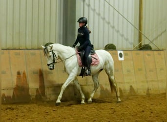 Andalou, Jument, 7 Ans, 153 cm, Gris