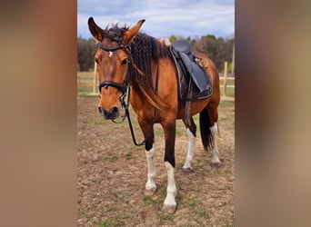 Andalou Croisé, Jument, 7 Ans, 155 cm, Bai