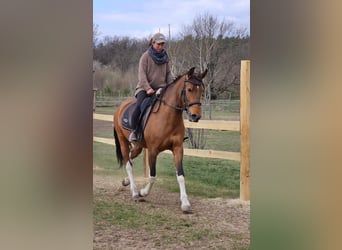 Andalou Croisé, Jument, 7 Ans, 155 cm, Bai