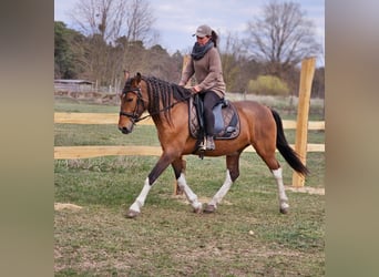 Andalou Croisé, Jument, 7 Ans, 155 cm, Bai