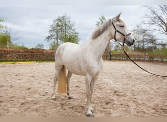 Andalou, Jument, 7 Ans, 155 cm, Gris