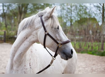 Andalou, Jument, 7 Ans, 155 cm, Gris
