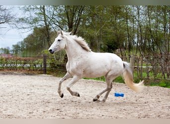 Andalou, Jument, 7 Ans, 155 cm, Gris