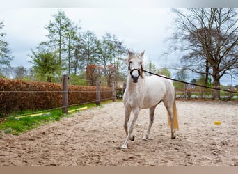 Andalou, Jument, 7 Ans, 155 cm, Gris