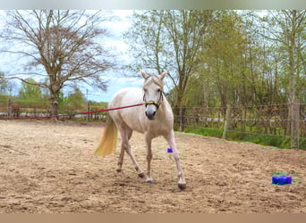 Andalou, Jument, 7 Ans, 155 cm, Gris
