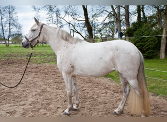 Andalou, Jument, 7 Ans, 155 cm, Gris