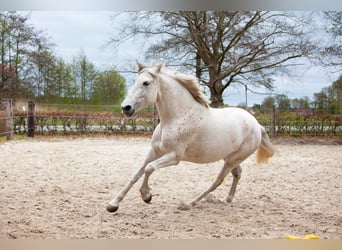 Andalou, Jument, 7 Ans, 155 cm, Gris