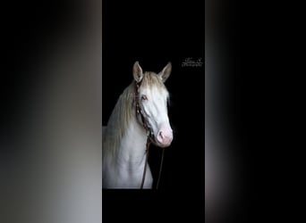 Andalou, Jument, 7 Ans, 156 cm, Cremello