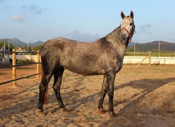 Andalou, Jument, 7 Ans, 157 cm, Gris pommelé