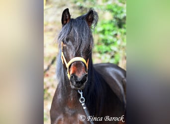 Andalou, Jument, 7 Ans, 159 cm, Bai brun foncé