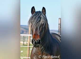 Andalou, Jument, 7 Ans, 159 cm, Bai brun foncé