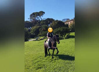 Andalou, Jument, 7 Ans, 165 cm, Bai