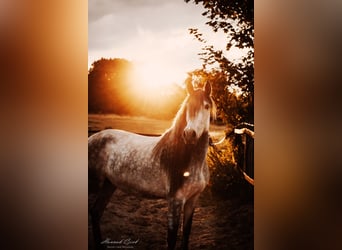 Andalou Croisé, Jument, 7 Ans, 165 cm, Gris pommelé