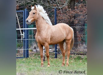 Andalou, Jument, 7 Ans, 165 cm, Palomino