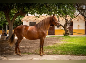 Andalou, Jument, 7 Ans, 167 cm, Alezan