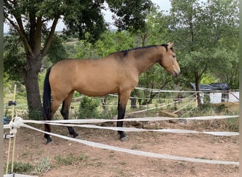 Andalou, Jument, 7 Ans, 169 cm, Isabelle