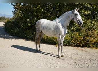 Andalou, Jument, 7 Ans, Gris