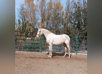 Andalou, Jument, 7 Ans, Perlino