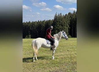 Andalou, Jument, 8 Ans, 154 cm, Gris